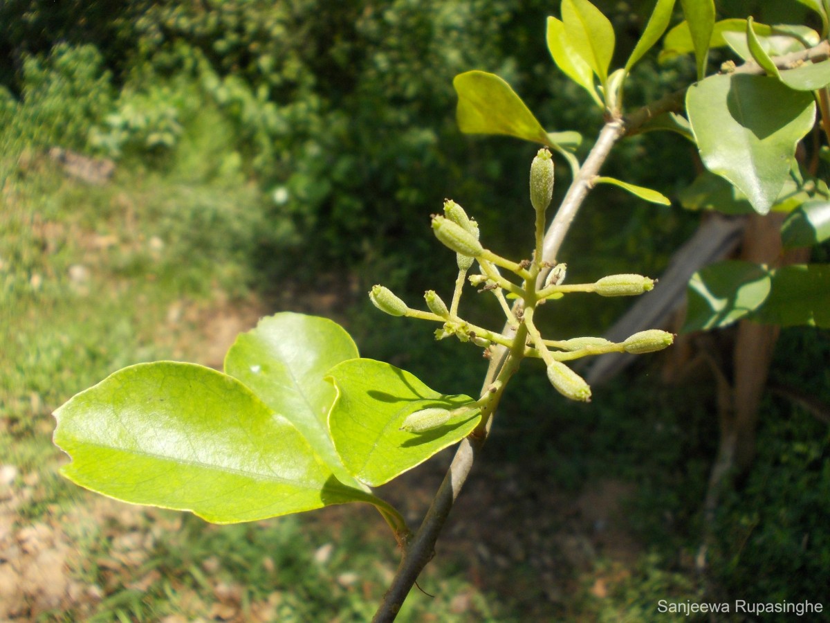 Pisonia aculeata L.